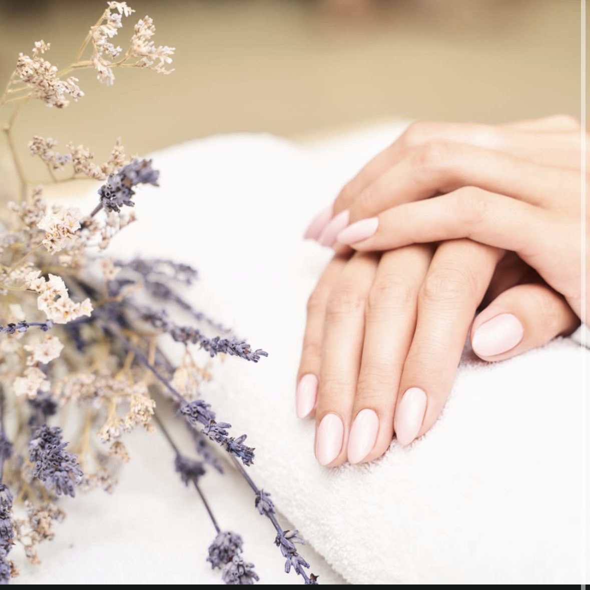 Delicate French manicure on a towel with lavender